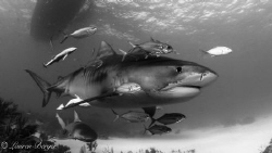 "Entourage". Jacks, Remoras and an undercover Lemon shark... by Lauren Berger 